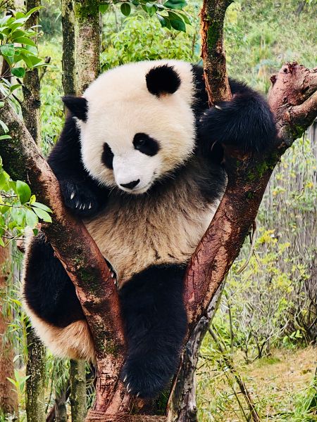 熊猫11.jpg